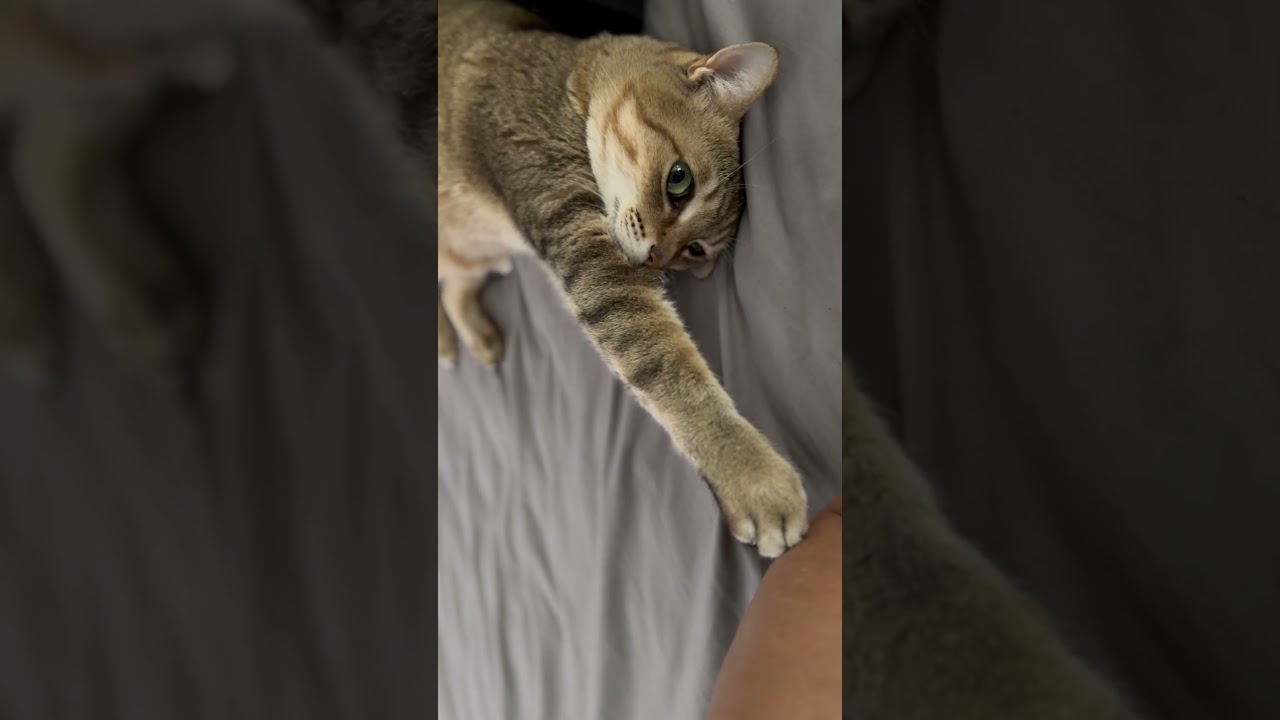 腕を引っ掻いてくるみぃちゃん😸