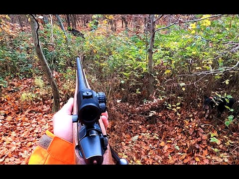 Gończy polski driven hunt 2021