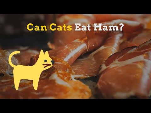Can Cats Eat Ham | Is This Food Healthy for Your Kitten
