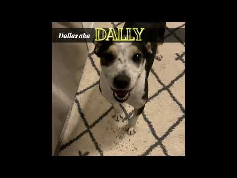 Dallas aka "Dally" - Pending Adoption Trial, an adopted Beagle & Terrier Mix in Nashville, TN_image-1