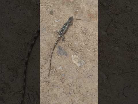 #brejão #zona rural #pernambuco