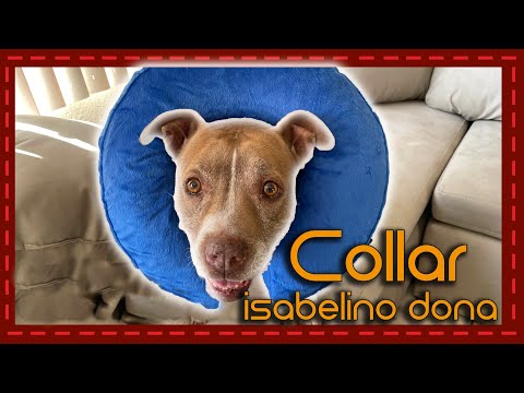 ¡Comodidad y Protección para tu Peludo! Reseña de un Collar Isabelino Inflable