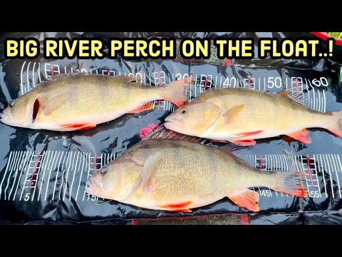 Battling the Boats for BIG River Severn PERCH on the FLOAT...!