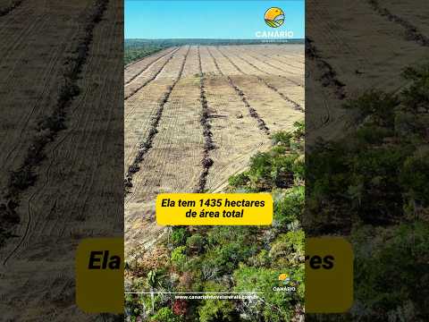 Investimento certeiro #fazendaavenda #piauí #agro #agricultura #pecuaria #oportunidade #shorts