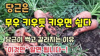 당근은 무우 키우듯 키우면 쉽다 당근이 썩고 갈라지는 이유 이것만 알면 쉬워요 당근수확시기 당근키우기 텃밭농…