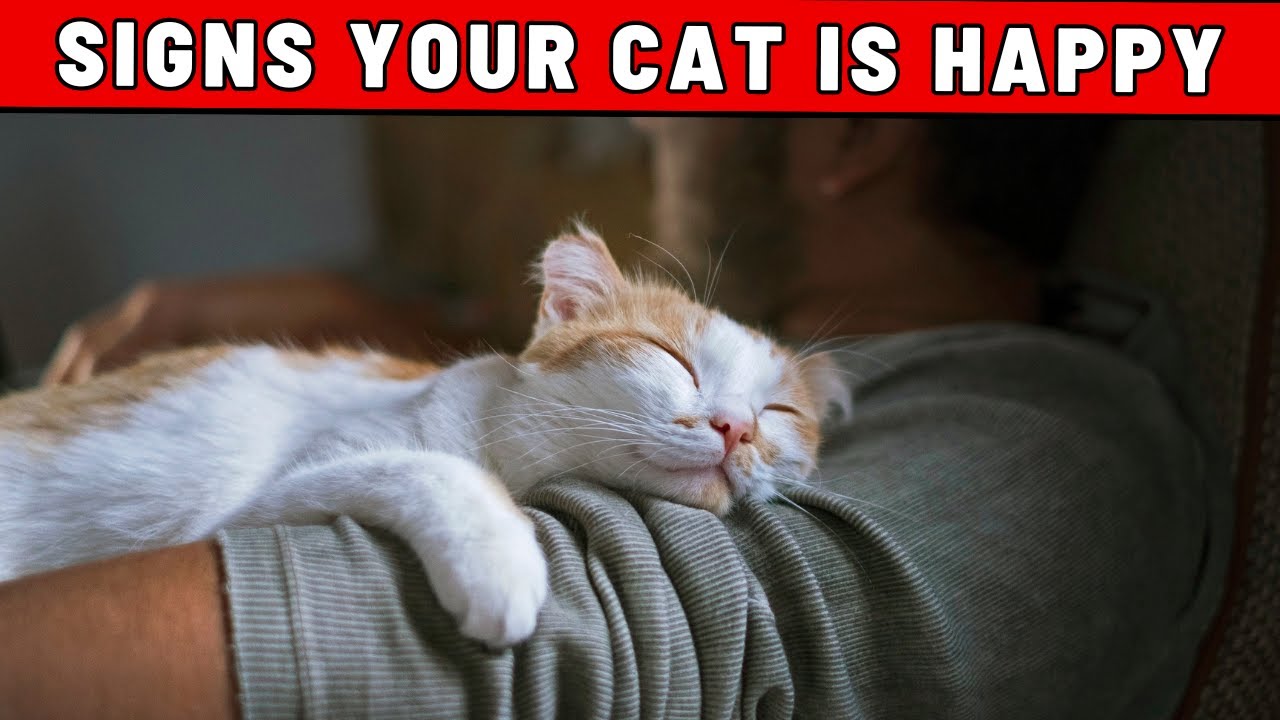 Signs Your Cat Is Happy Living WITH YOU