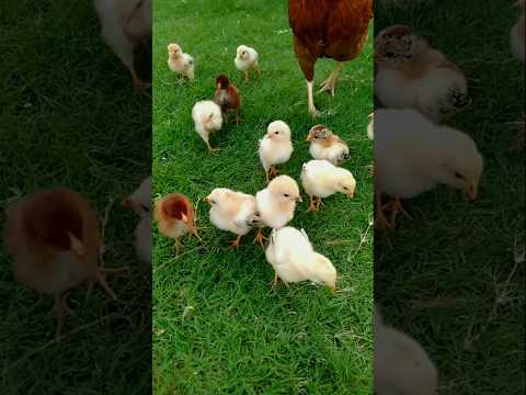 Baby Chicks Chirping ASMR 🐣 #adorablechicks #birdsounds #babychicks #babybirds #asmrsounds #chicks