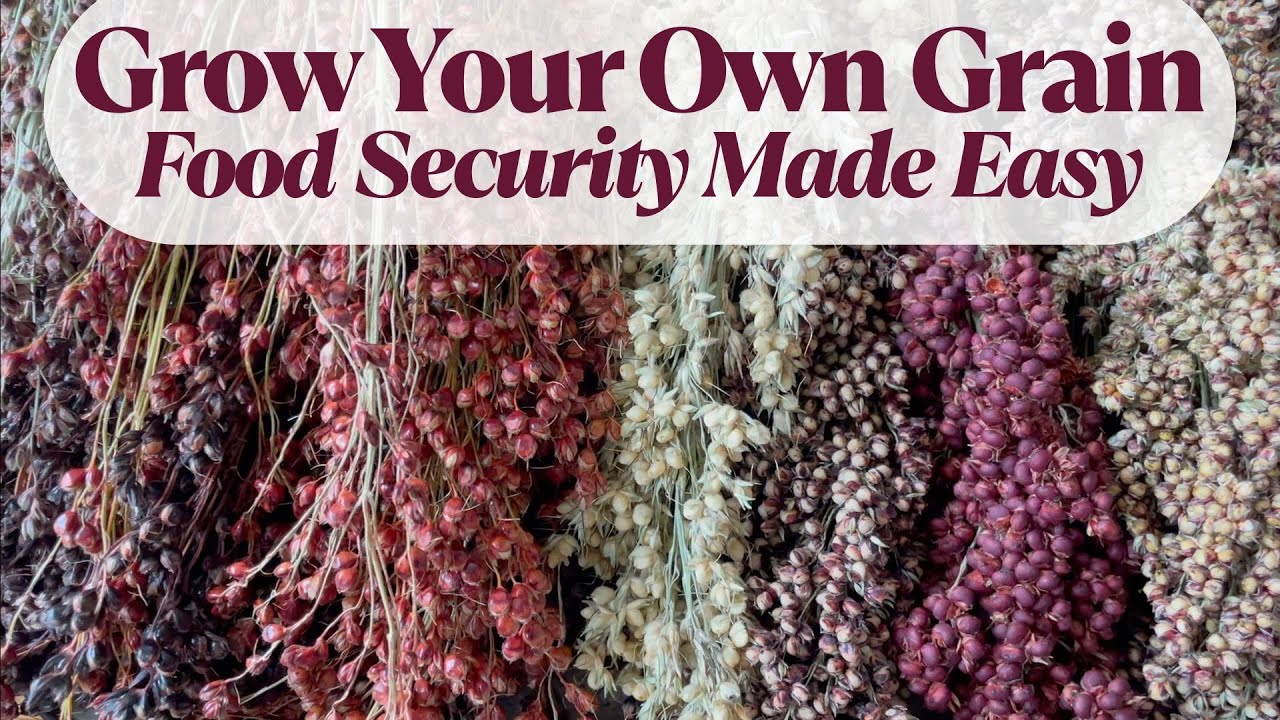 SORGHUM ABUNDANCE: TAKE your PERMACULTURE FOOD FOREST to the NEXT LEVEL with this EASY TO GROW GRAIN