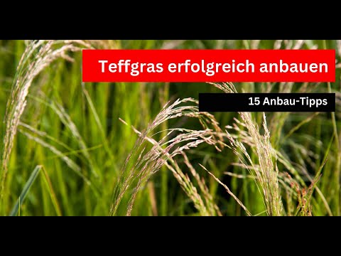 Teffgras bei Wetterextremen - 15 Anbautipps
