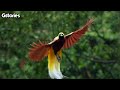 BURUNG KEINDAHAN ALAM PAPUA