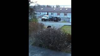 preview picture of video 'Large Bear Attacks Dogs Powell River'