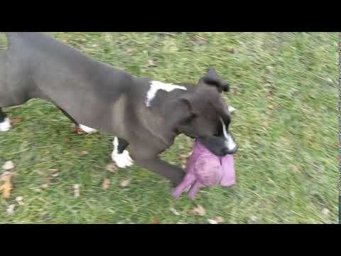 Cranberry, an adopted Retriever & Pit Bull Terrier Mix in Palatine, IL_image-1