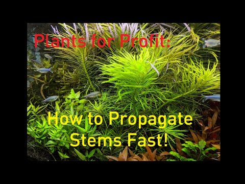 Plants For Profit: How to Propagate Stem Plants Faster!