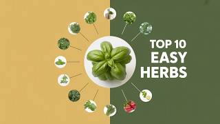 These 10 Herbs Grow So Fast You'll Harvest Twice a Month