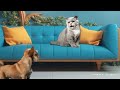 Funny Video Clips Cat And Puppy Dog Talking Comedy 1b