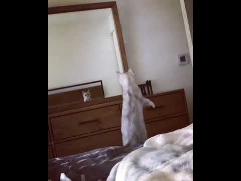 Curious Cat Discovers She Has Ears While Striking Pose in ...