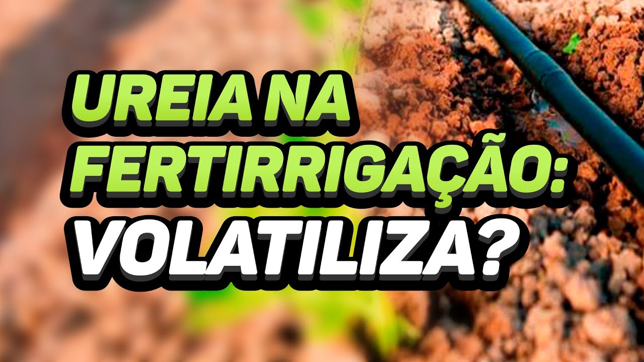 UREIA NA FERTIRRIGAÇÃO: VOLATILIZA?