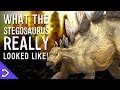 What Did The Stegosaurus Really Look Like?