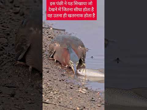 #birds #shorts  #funnyvideo #fun ❤️❤️❤️  एक चिड़िया 🦆🦆चालाक चिड़िया 🦢🦢🦈🐟🦈🐠🦈