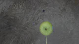 Dropping apple from Mavic Pro