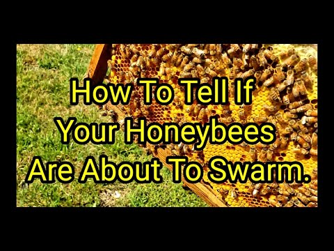 How To Tell If Your Honeybees Are About To Swarm.