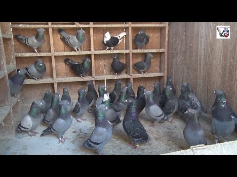 Сениорски вицешампион 3.региона ГСС-а 2020. Драган Мијаиловић ГСС 15