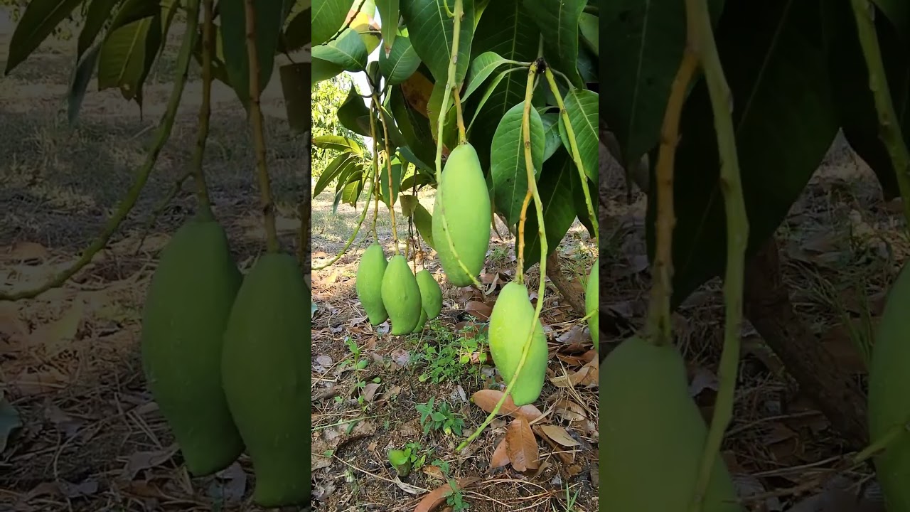 my mango farm 🥭 😋 😍 #shorts