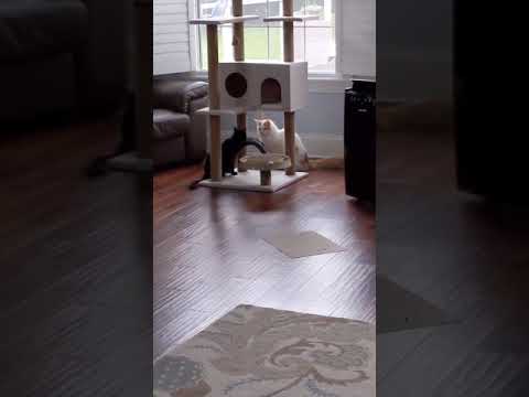 Cat hisses and growls at other cat