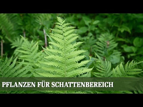 Shade-loving plants - Which species are well-suited for the north side?