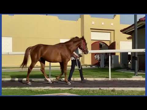 AOWSAJ AL NAIF (QA) 2019