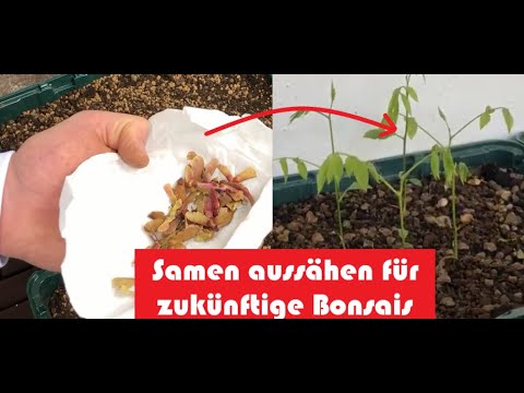 Mit diesem Trick haben deine Baumsamen eine hohe Keim-Rate! DIY Bonsai Anleitung für Anfänger