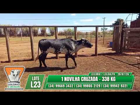 LOTE L23   1 NOVILHA CRUZADA   338 KG - LEILO RIO & LEILO ALPA - RIO PARANAÍBA-MG - 28/07/26