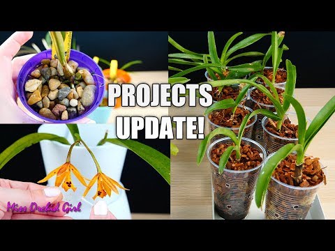 Orchid Projects Update! - Vanda seedlings, scale infested Orchid, Laelias & more!