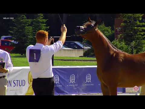 N.1 ABA RASHEEDA - Milan 2020 Arabian Horse Show - Yearling Fillies (Class 1A)