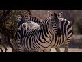 Zebra Sounds