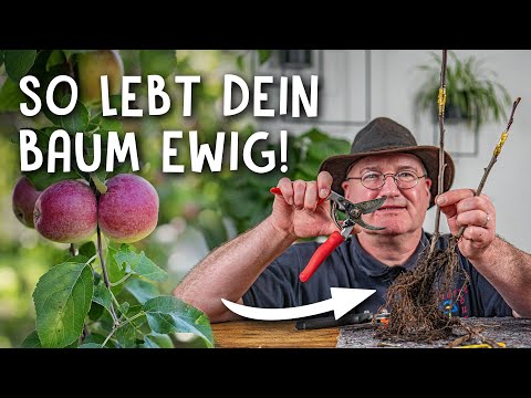 Easily graft fruit trees! 🌳 - two methods for your home nursery