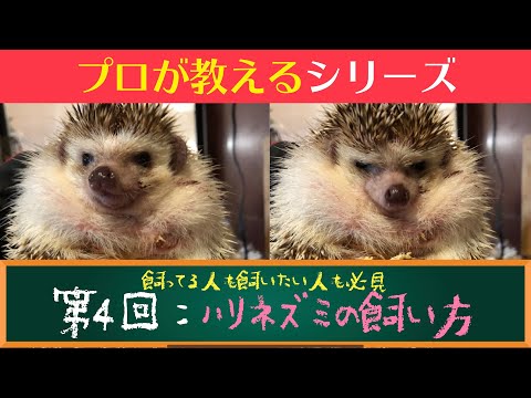 ハリネズミの基本的な飼い方