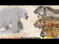 7 Strongest Cats In History That Could Defeat A Polar Bear Big Cats That Can Kill Polar Bears