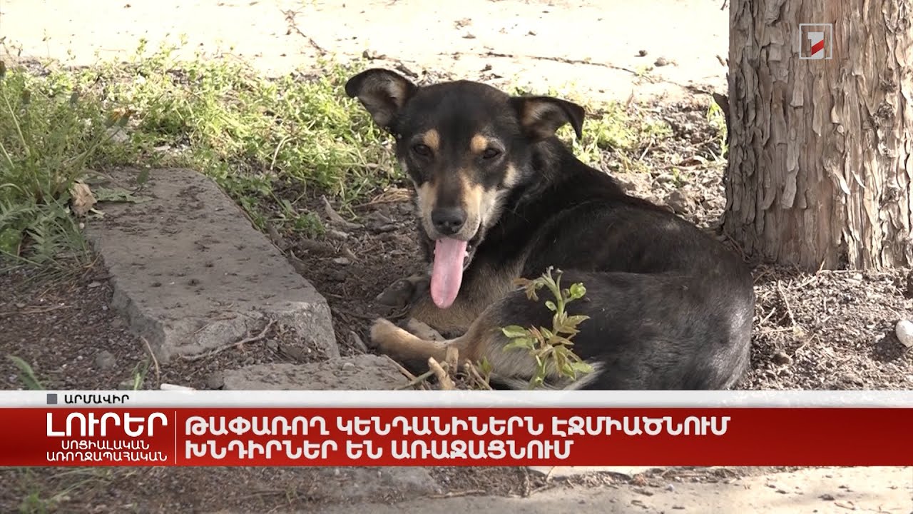 Թափառող կենդանիներն Էջմիածնում խնդիրներ են առաջացնում
