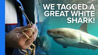 How To Tag a Great White Shark