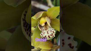 Orchid