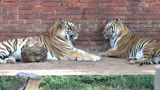 preview picture of video 'Tigres no zoológico Sapucaia do Sul-RS'