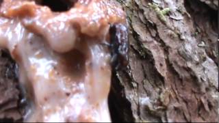 preview picture of video 'Dendroctonus valen en el  Parque Nacional Montaña de CELAQUE'
