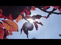Purple Leaf Plum Twigs Leaves Fruit In The Sun May 2020