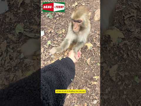 có làm thì mới có ăn #ytshorts #haihuoc