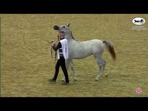 N 35 NAYA AL WAAB   Qatar Peninsula Horse Show for Individual Owners 2022   Yearling Fillies Class 1
