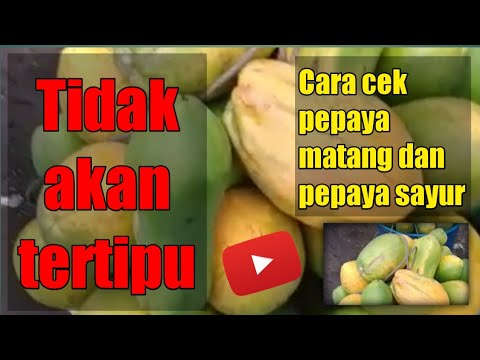 Tak akan tertipu, begini cara cek pepaya matang dan mentah #pepaya #buah #sayur #sayuran #budidaya