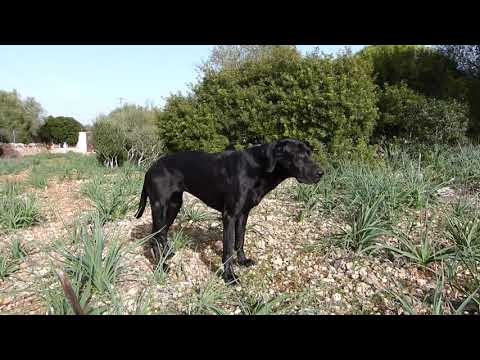 Neus - Ca de Bestiar * 18.11.2012