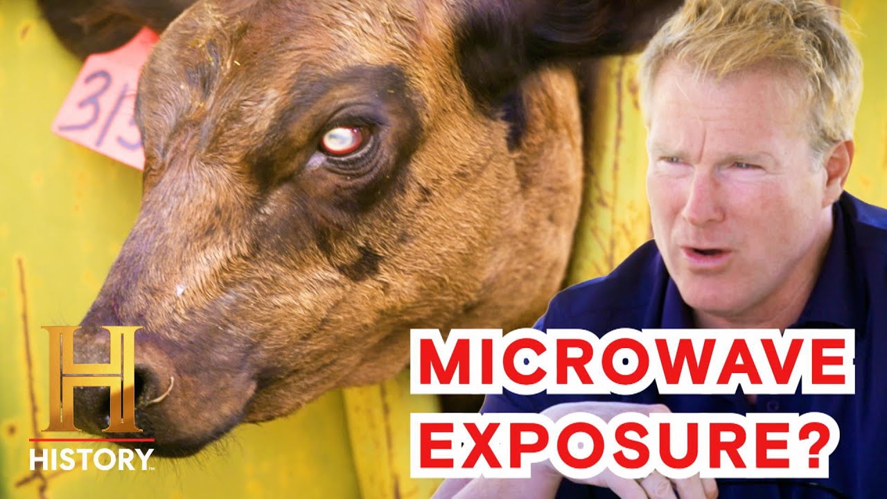 YouTube Thumbnail Downloader FULL HQ IMAGE