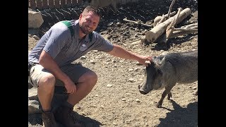 Animal Adventures with Jordan: African Warthog